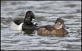 18SB6768 ring-necked duck pair